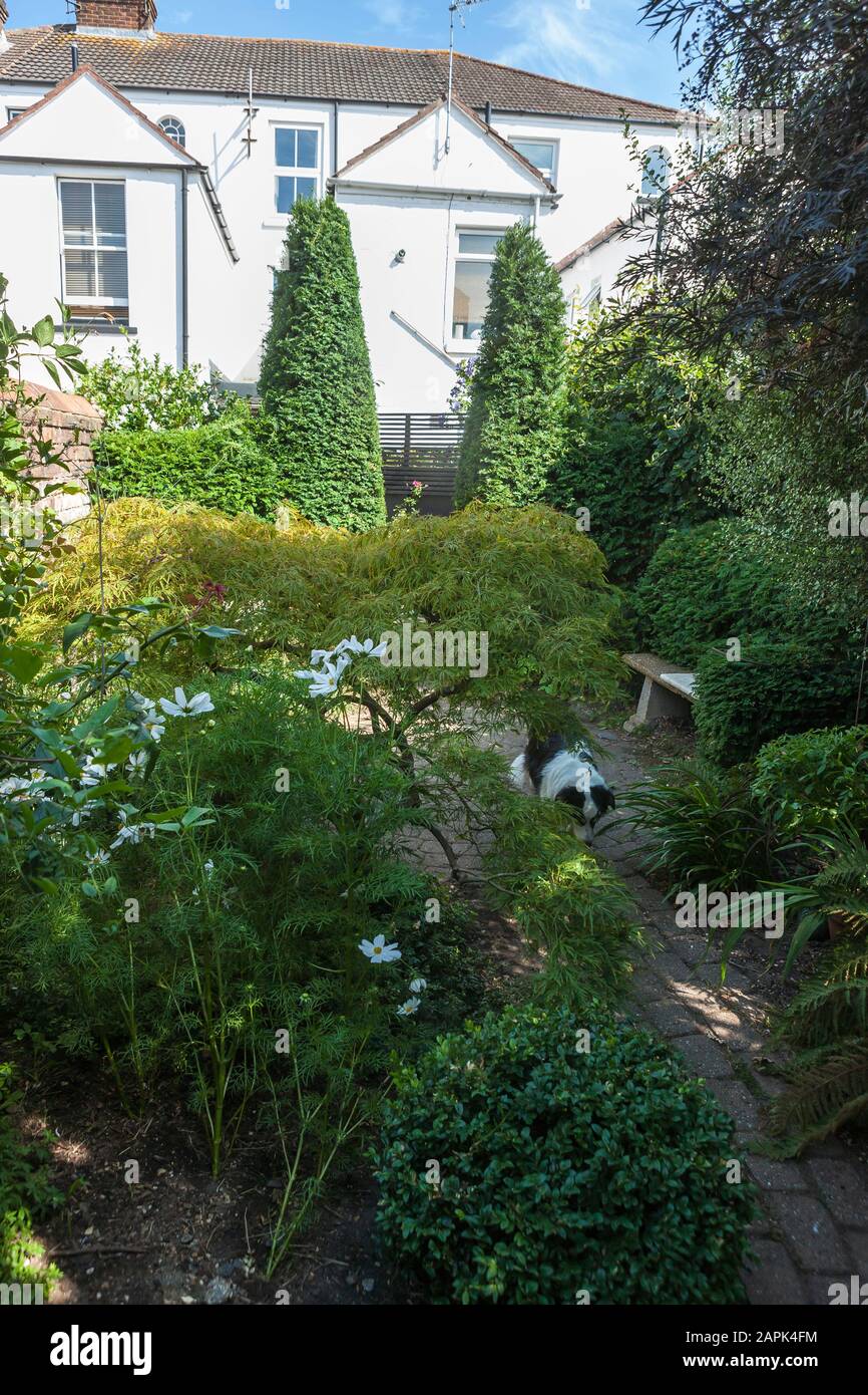 A wellstocked private English garden, Alverstoke, Gosport, Hampshire
