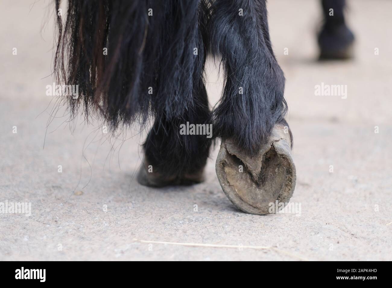 Hairy legs thoroughbred horse with a clean, ready for horseshoes hooves