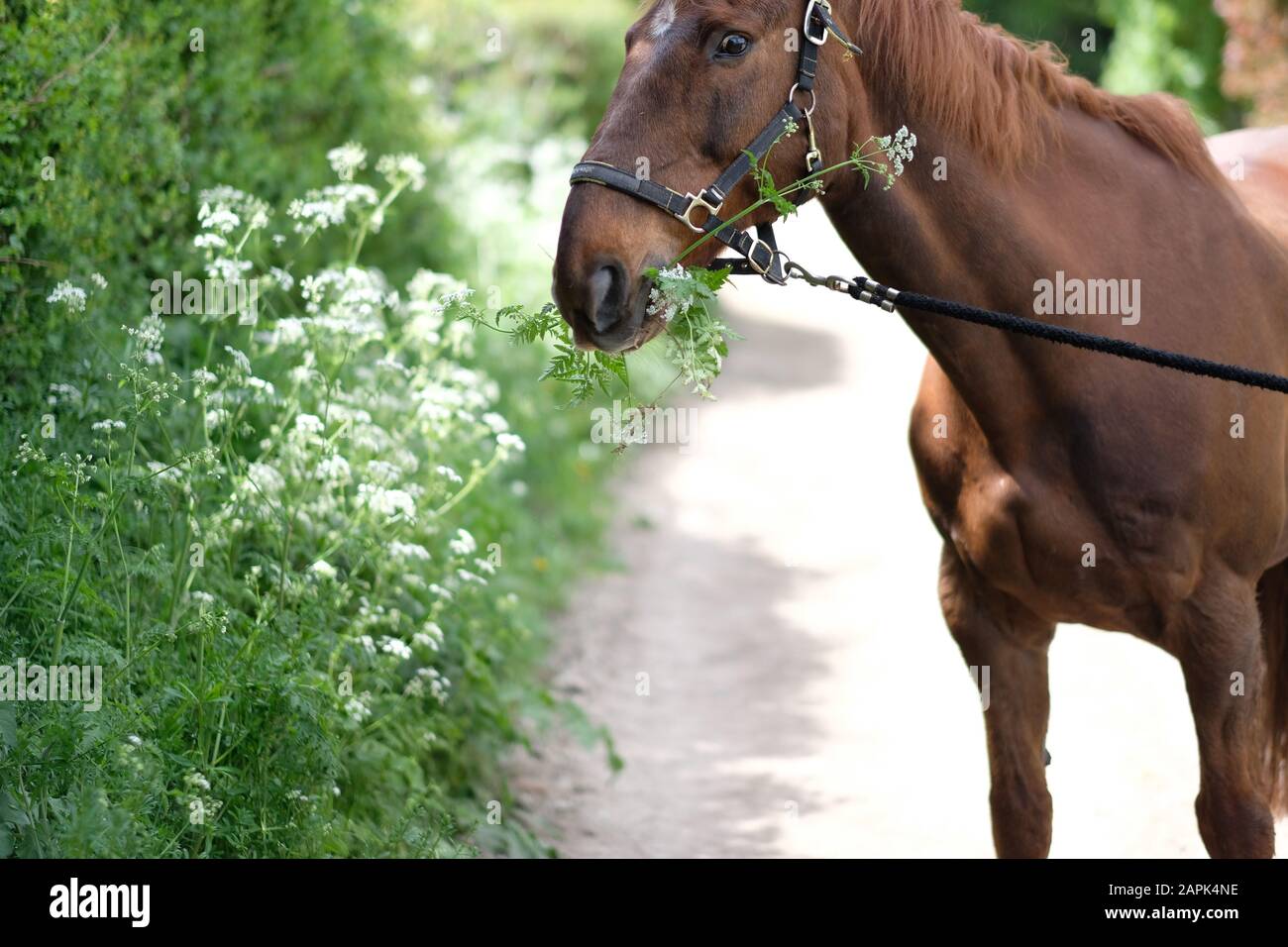 Brown horse eats lush green grass on the side of the road Stock Photo