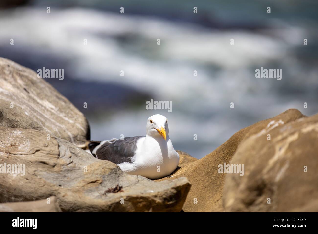 Sea Gull sitting between the rocks at La Jolla Cove in San Diego, California Stock Photo