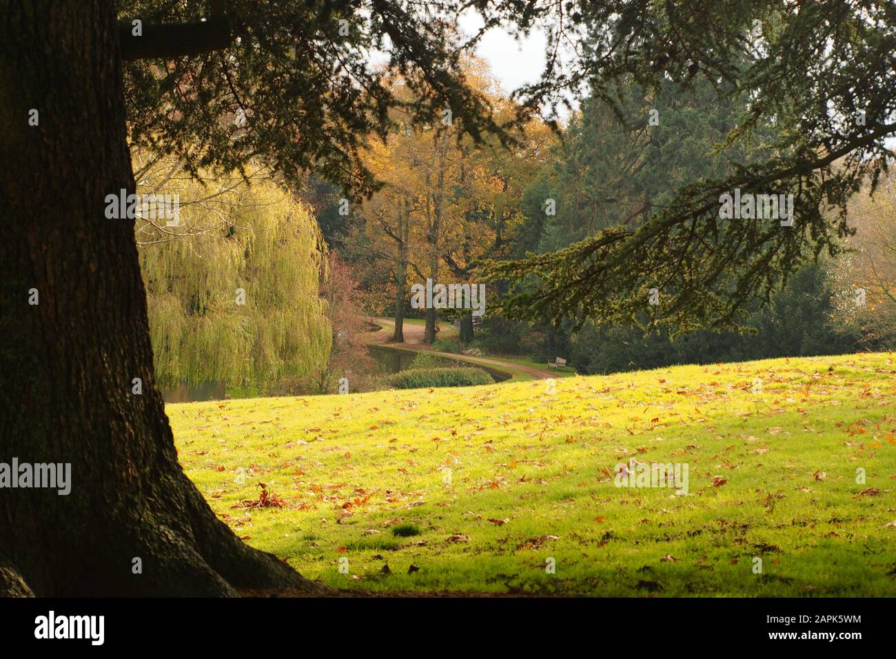 An autumn garden view looking across grass through trees and down to a lake with their autumn colours and leaves on the grass underneath Stock Photo