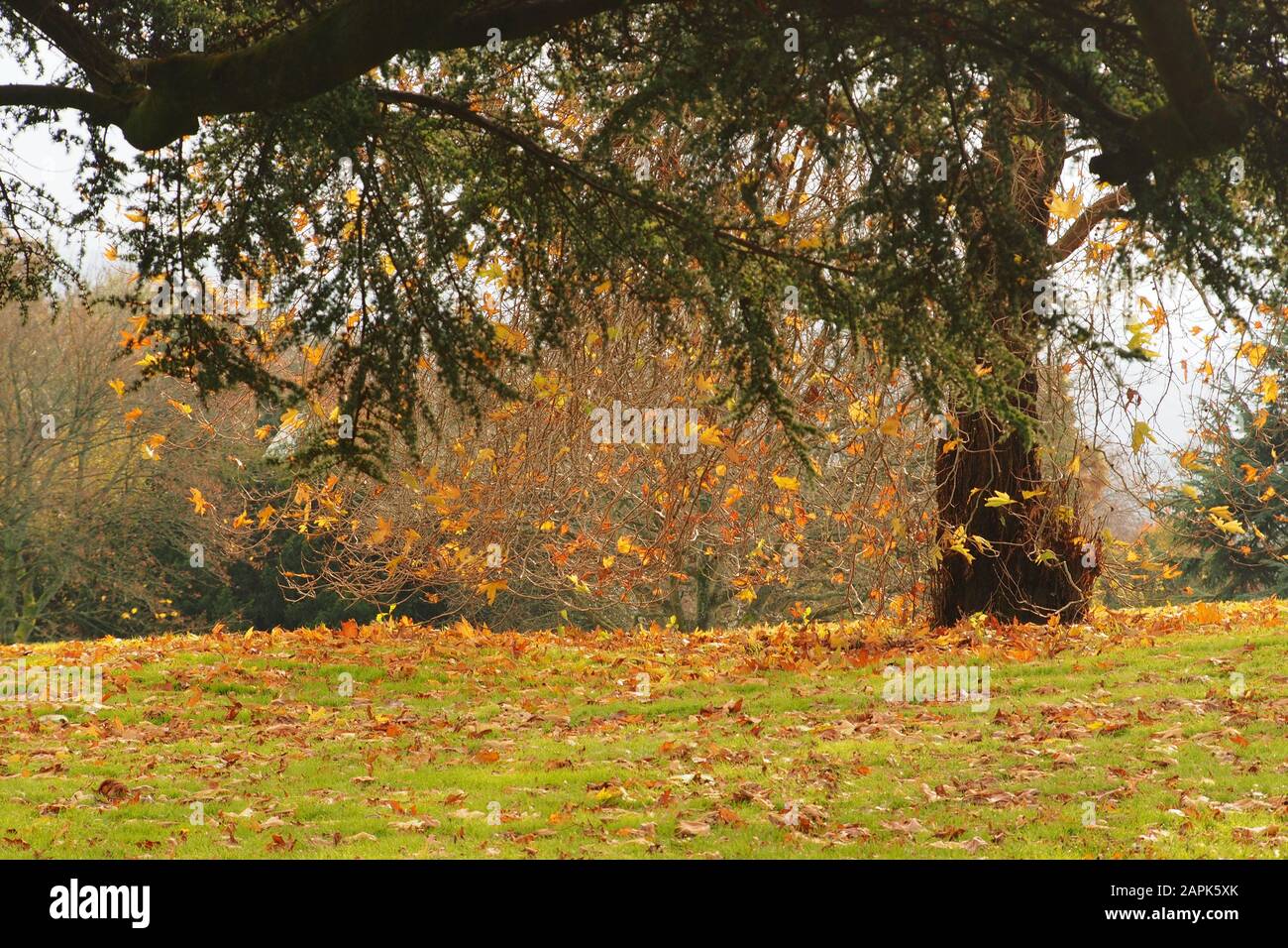 An autumn garden view looking across grass through trees with their autumn colours and leaves on the grass underneath Stock Photo