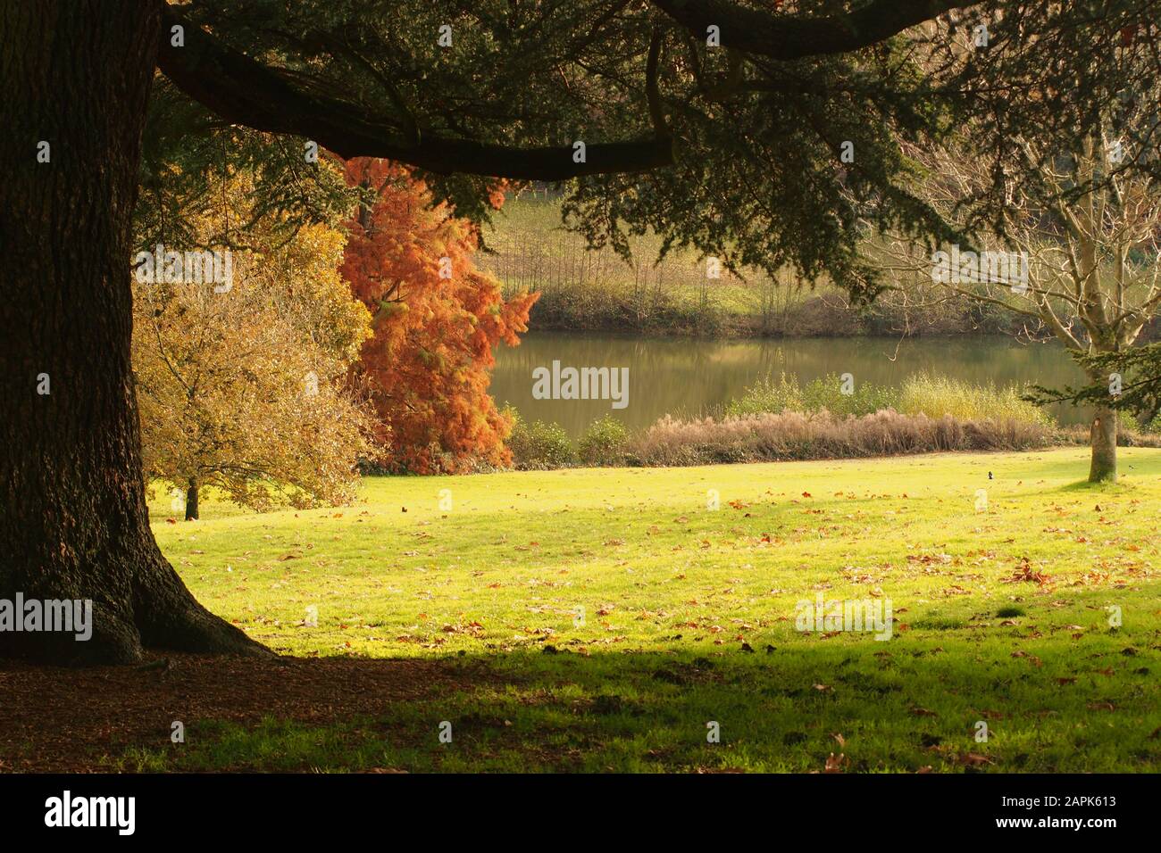 An autumn garden view looking across grass through trees and down to a lake with their autumn colours and leaves on the grass underneath Stock Photo