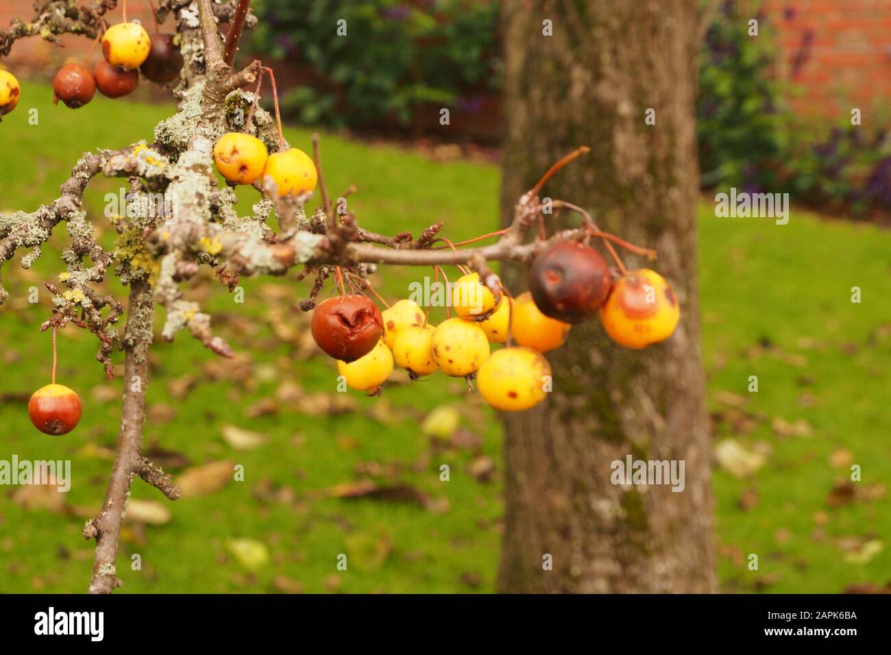 A close up view of crab apple Mulus X Zumi 'golden clusters on