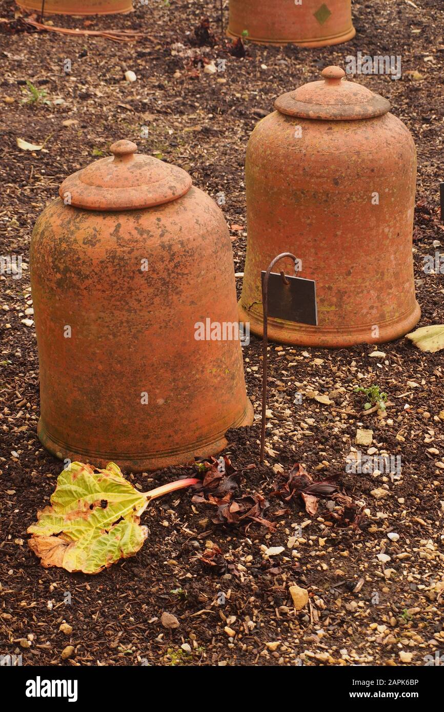 A picture of two terracotta, rhubarb forcing pots with lids to encourage an early rhubarb crop Stock Photo