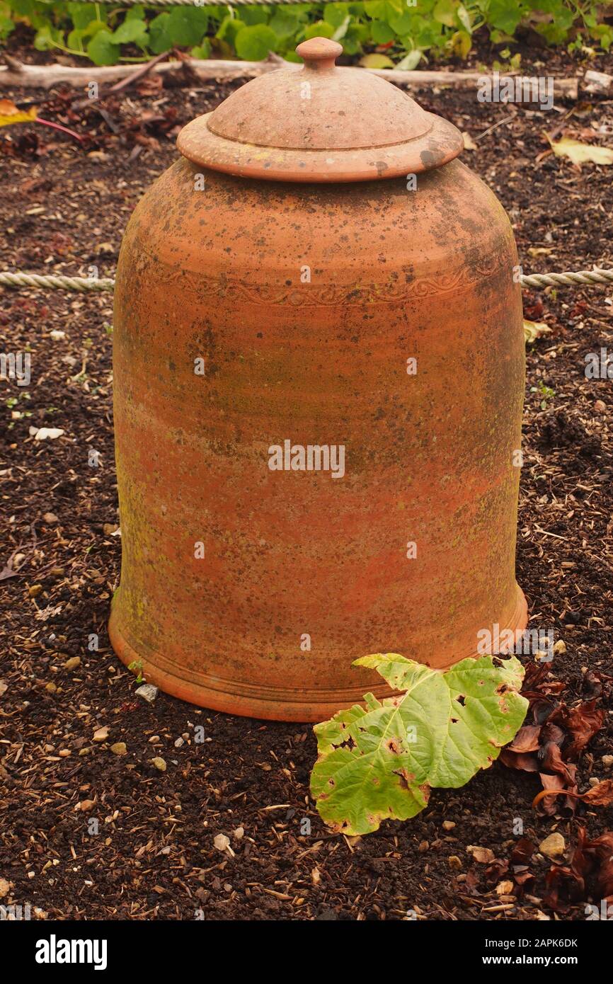 A picture of a terracotta, rhubarb forcing pot with a lid to encourage an early rhubarb crop Stock Photo