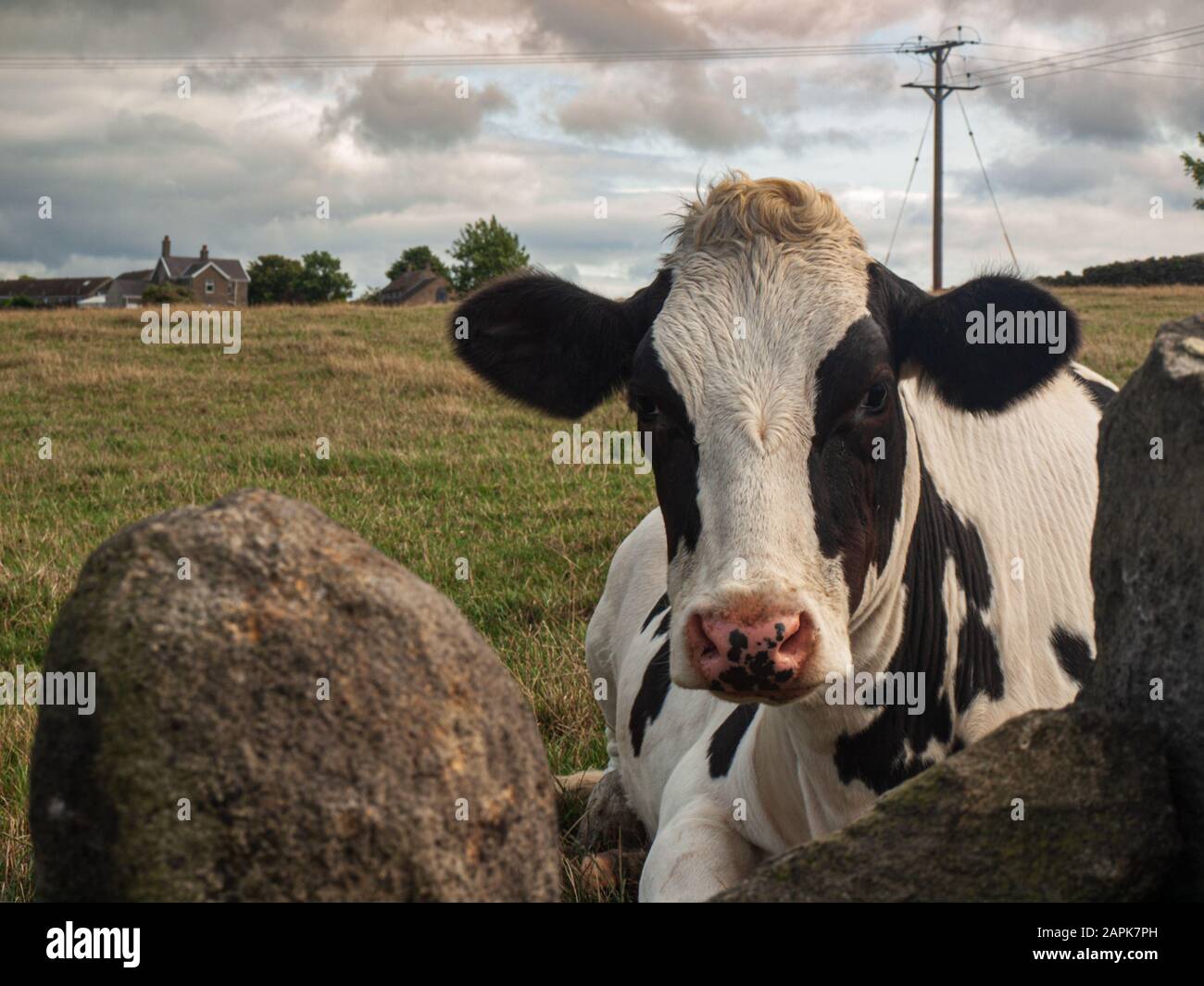 Black and white dairy cow in a field Stock Photo - Alamy