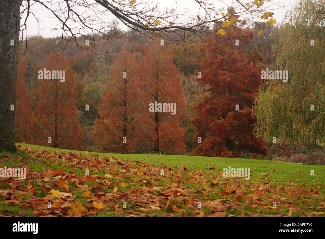 A view across an autumn garden across a lawn with fallen autumn leaves with trees beyond in their autumn colours Stock Photo