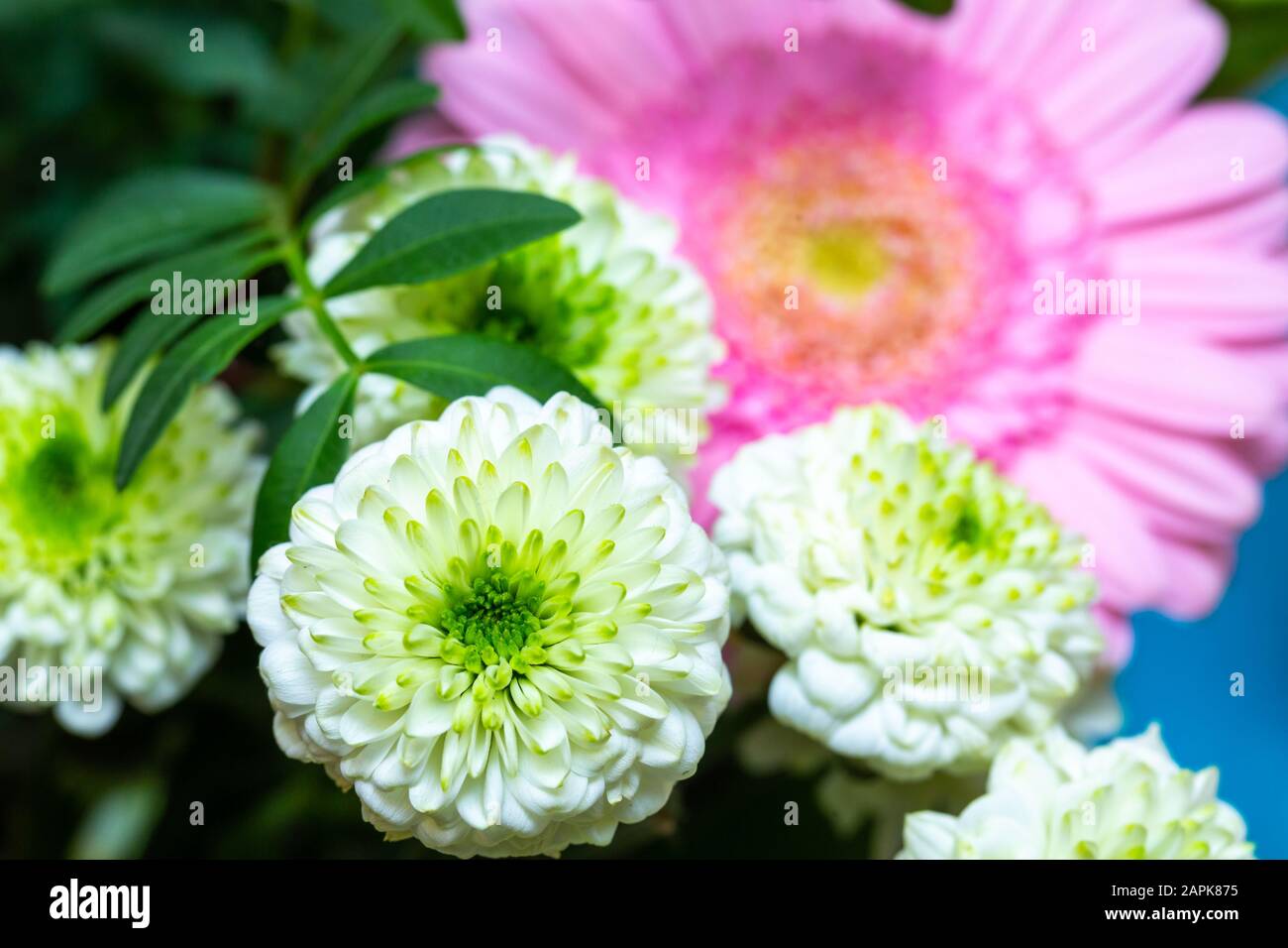 beautiful chrysanthemum flower bpoquet decoration macro close up image Stock Photo