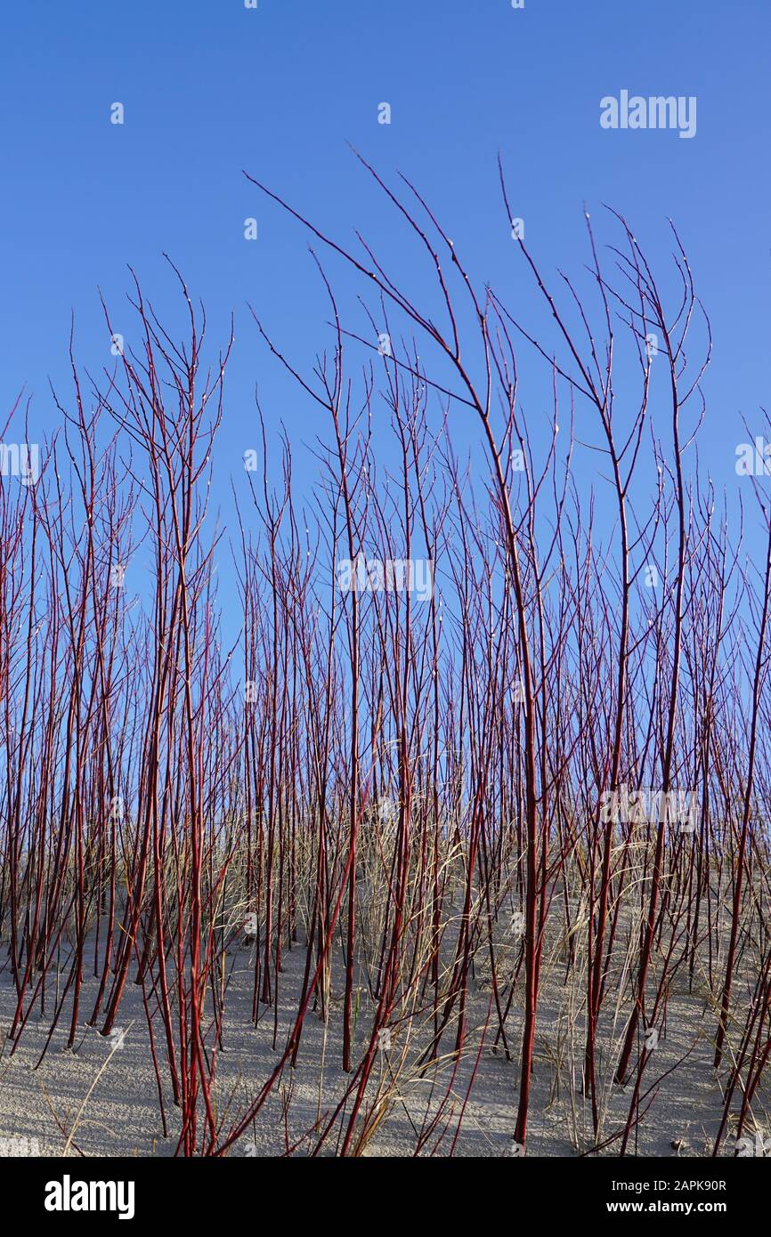 A shrubs of red and white willows at the baltic sea shore Stock Photo