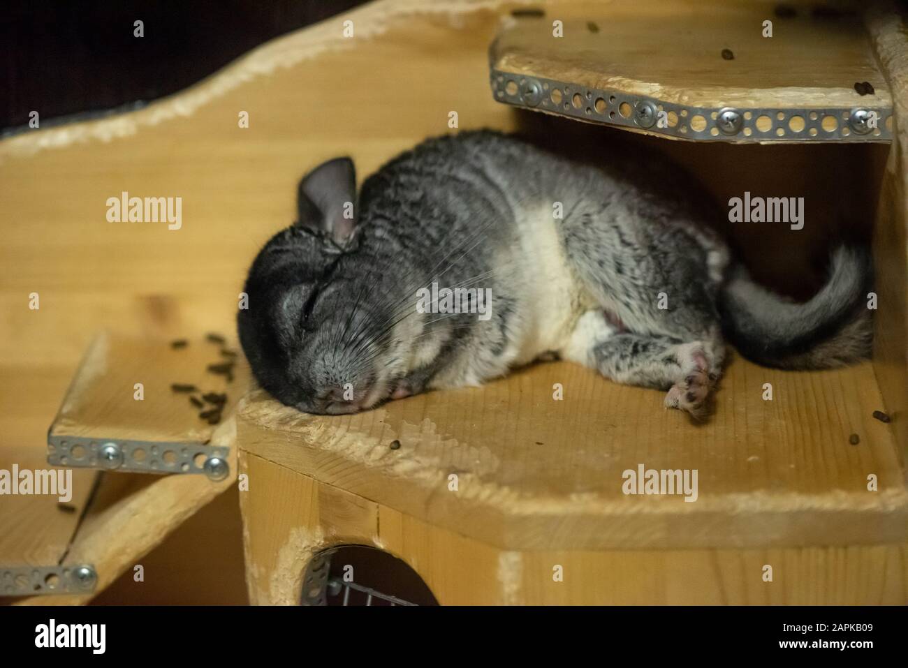Chinchilla sleeping on the wooden house Stock Photo Alamy