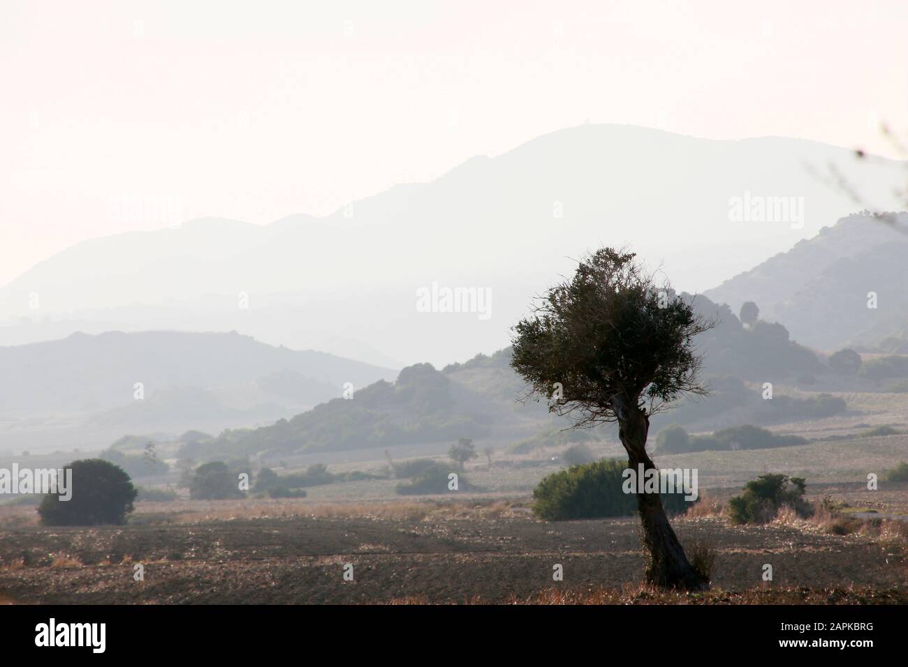 Landschaft mit Olivenbaum  auf der Karpaz Halbinsel, im Hintergrund das Fünffinger-Gebirge, Türkische Republik Nordzypern Stock Photo