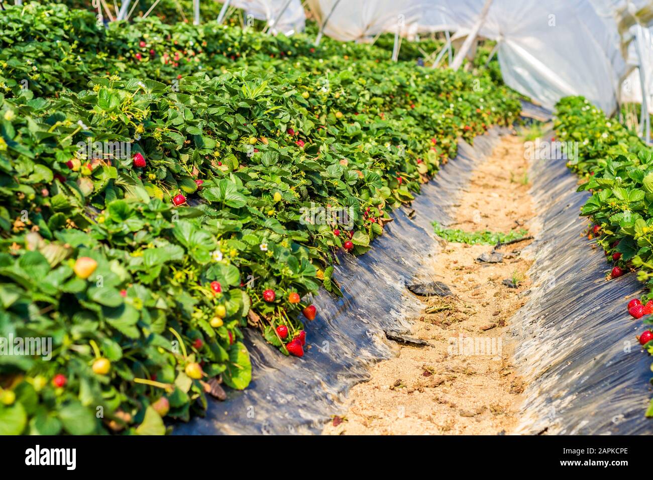 Healthy strawberry farm field Stock Photo Alamy