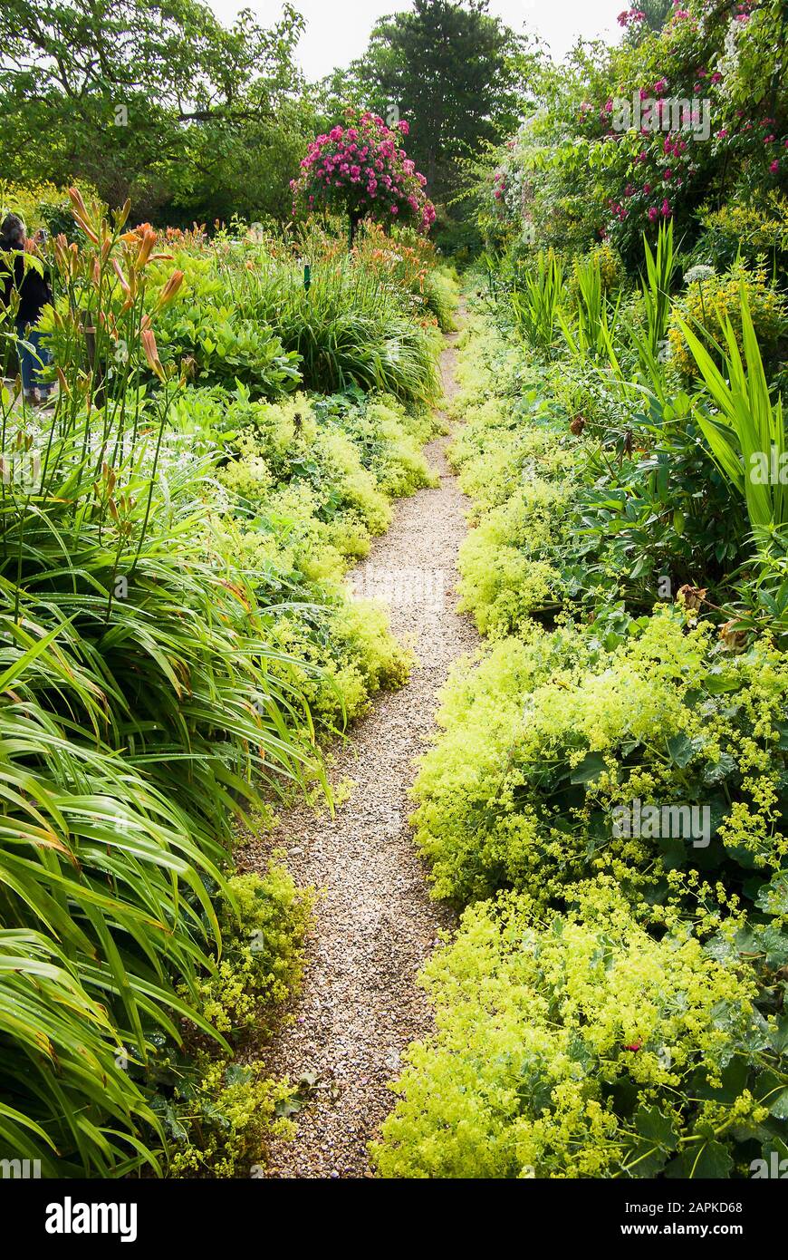 A narrow gravel path meanders throgh mixed herbaceious borders with Alchemilla mollis spreading its Ladies mantle, in Monet's garden in Giverny Normandy France Stock Photo