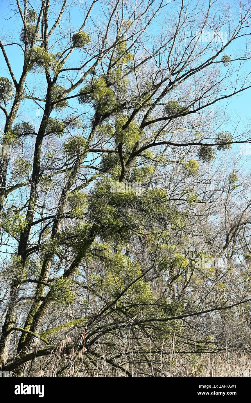 verschiedene Misteltrauben in kahlen Bäumen Stock Photo