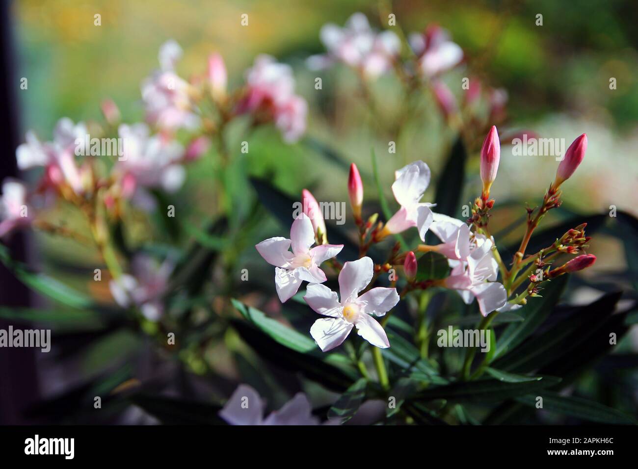 White flowers in garden close hi-res stock photography and images - Alamy
