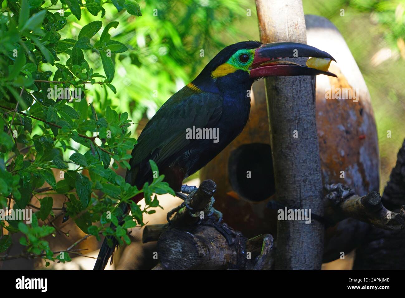 Guianan Toucanet High Resolution Stock Photography And Images Alamy Guianan Toucanet High Resolution Stock Photography And Images Alamy