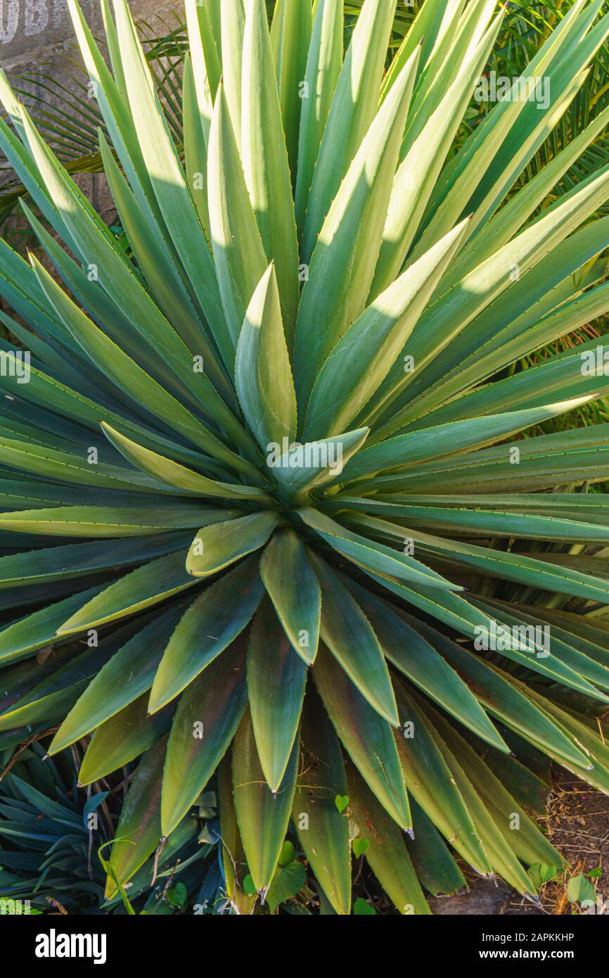 Close-up view of an aloe plant with its spiky leaves Stock Photo