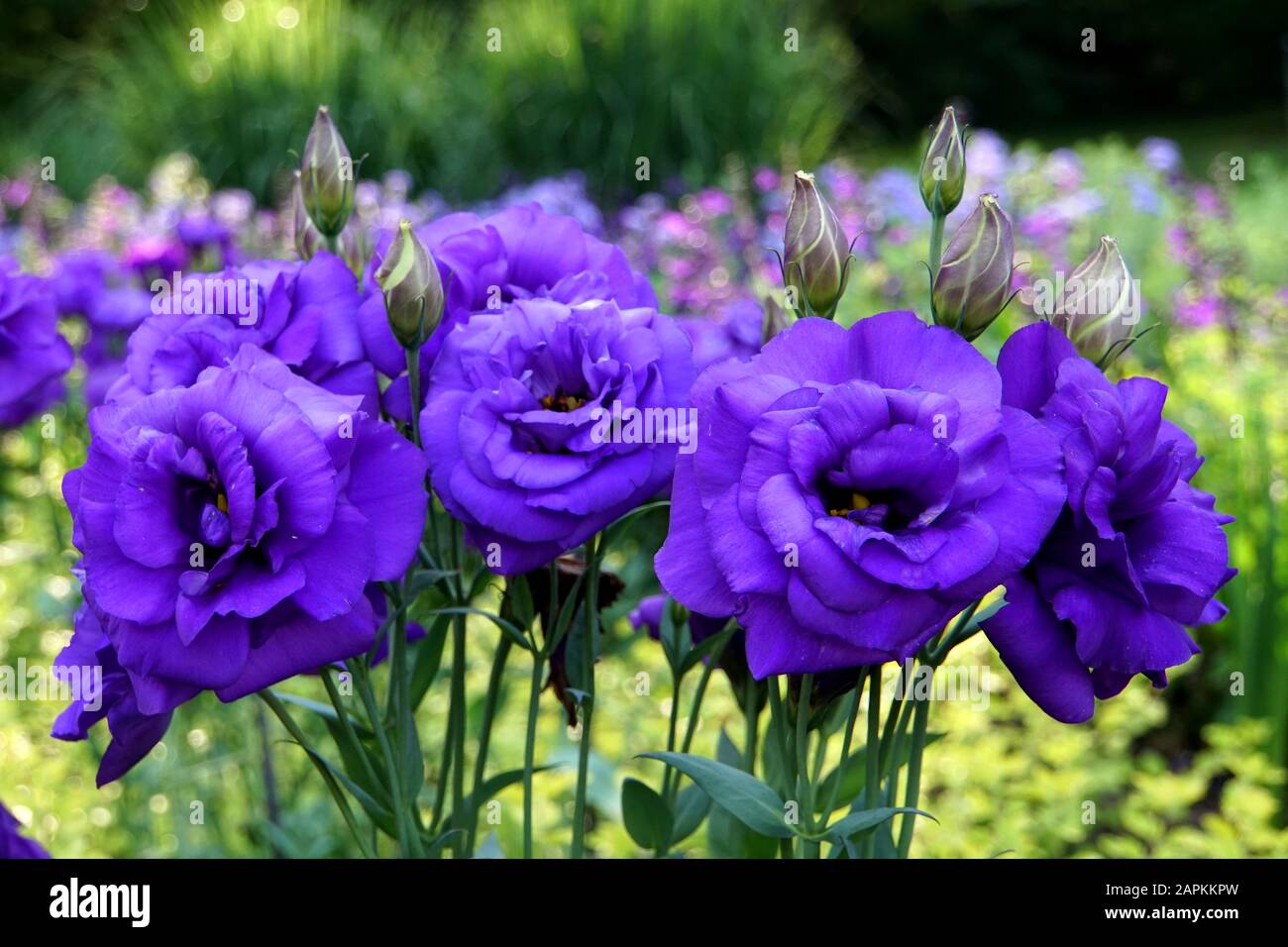 Beautiful purple flowers spring hi-res stock photography and images - Alamy