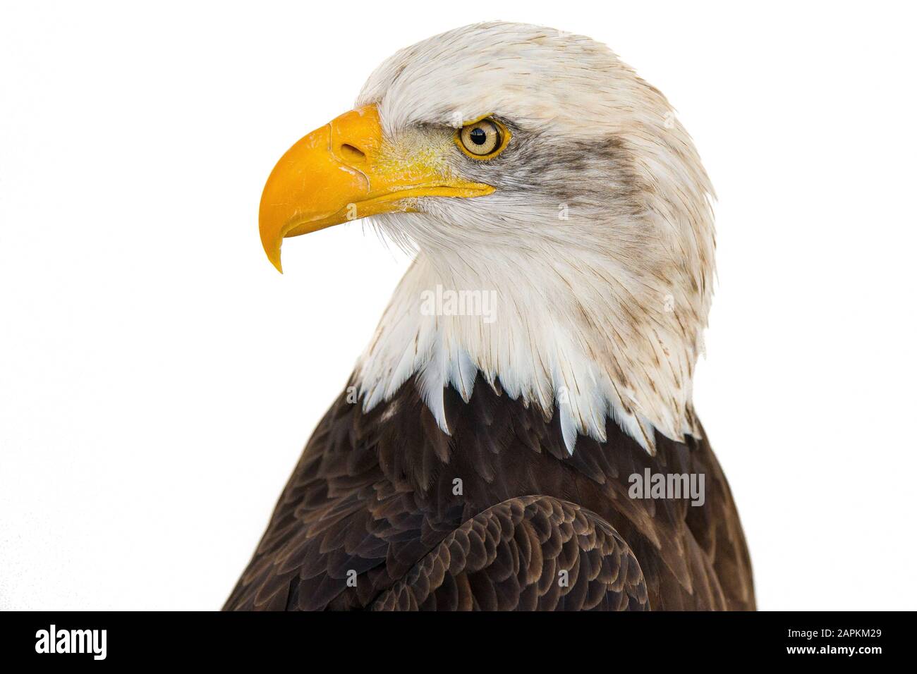 Black white illustration eagle prey hi-res stock photography and images ...