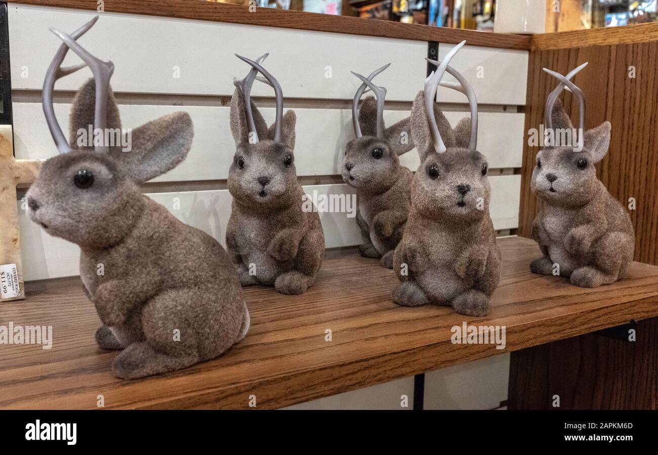 Jackalopes happy to start fresh