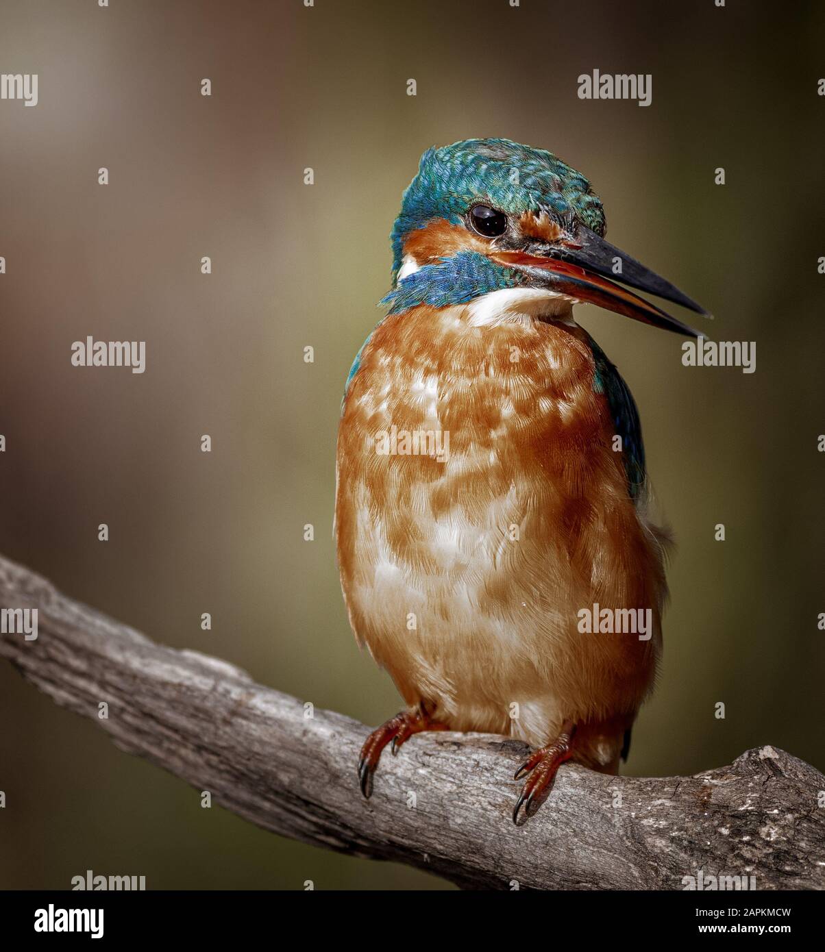 Common kingfisher from Klippan in Sweden. Stock Photo