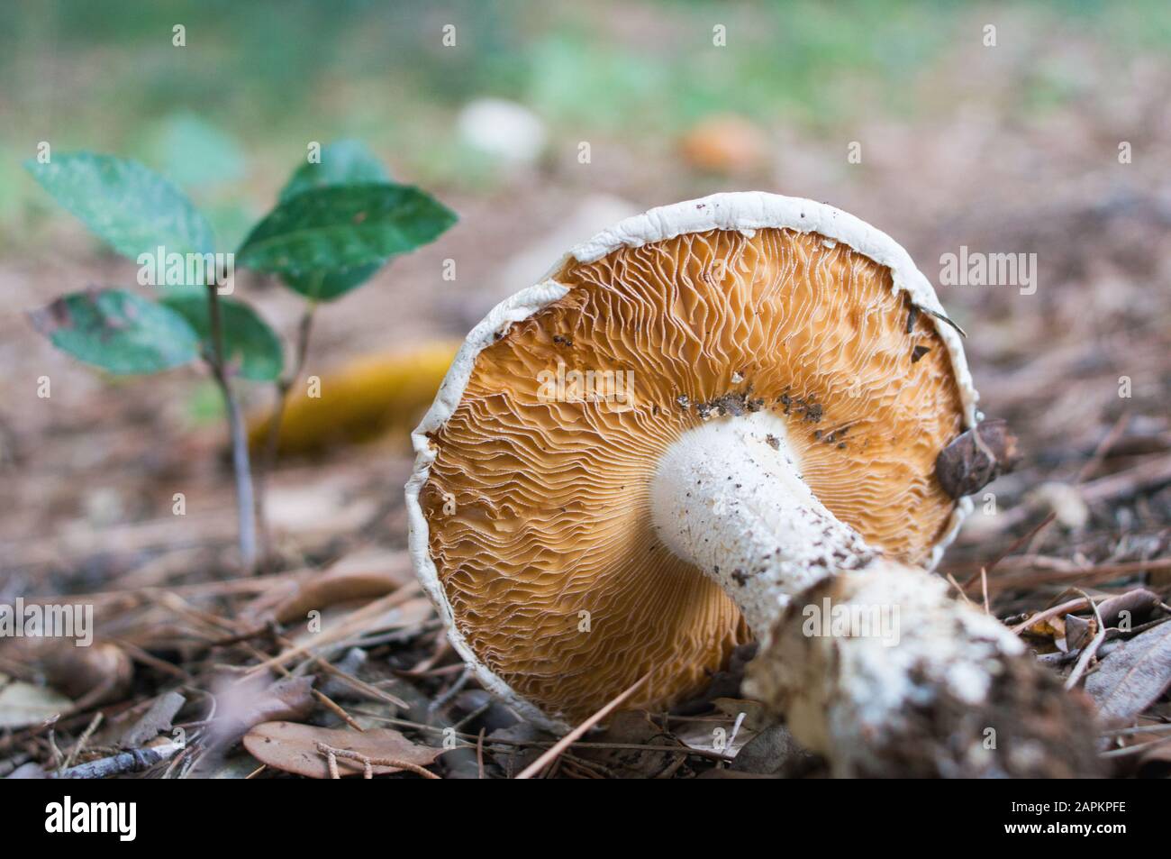 mushroom in the woods, laying on the ground Stock Photo