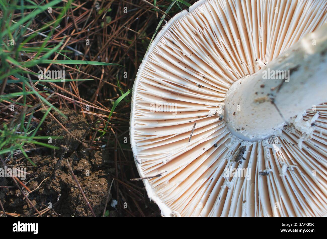above view of mushroom gills Stock Photo