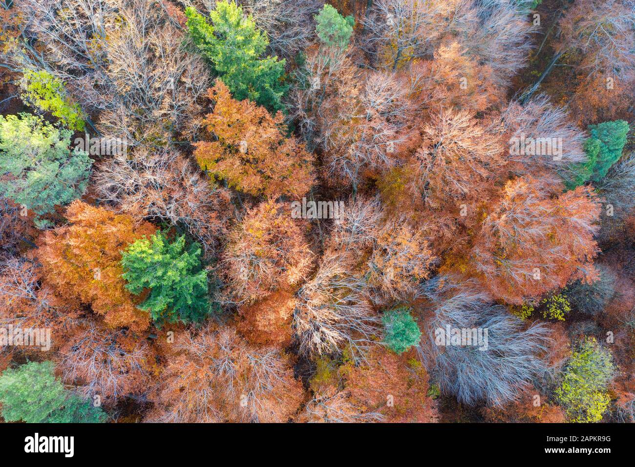 herbstlicher Mischwald, bei Berg-Allmannshausen, F�nfseenland, Luftbild, Oberbayern, Bayern, Deutschland Stock Photo