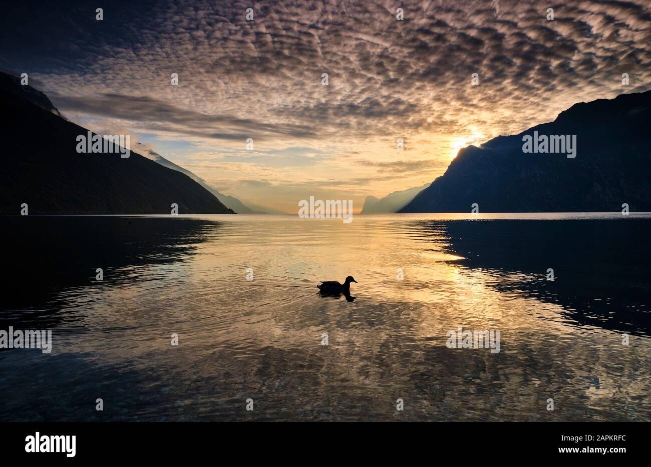 Italy, Trentino, Nago-Torbole, Silhouette of bird swimming in Lake Garda at sunset Stock Photo
