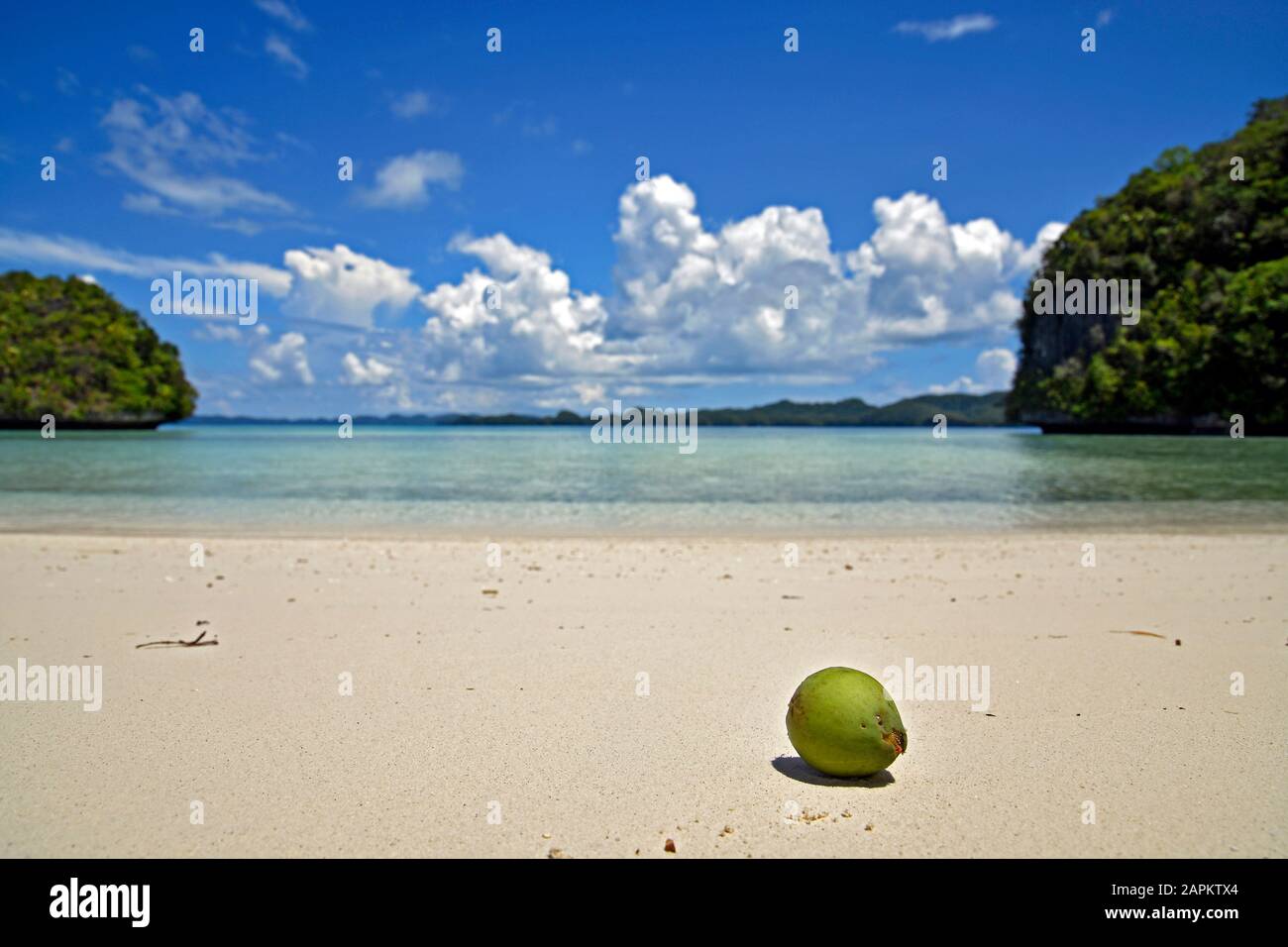coconut at the beach, the Rock island, Palau Stock Photo