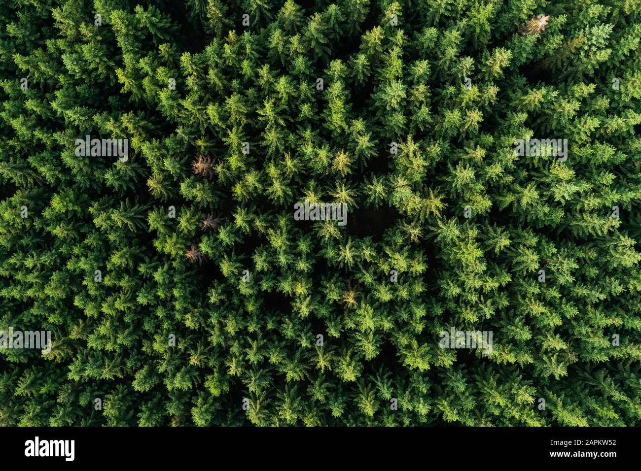 Aerial view of forest with coniferous trees. Saale-Orla-Kreis, Thuringia, Germany. Stock Photo