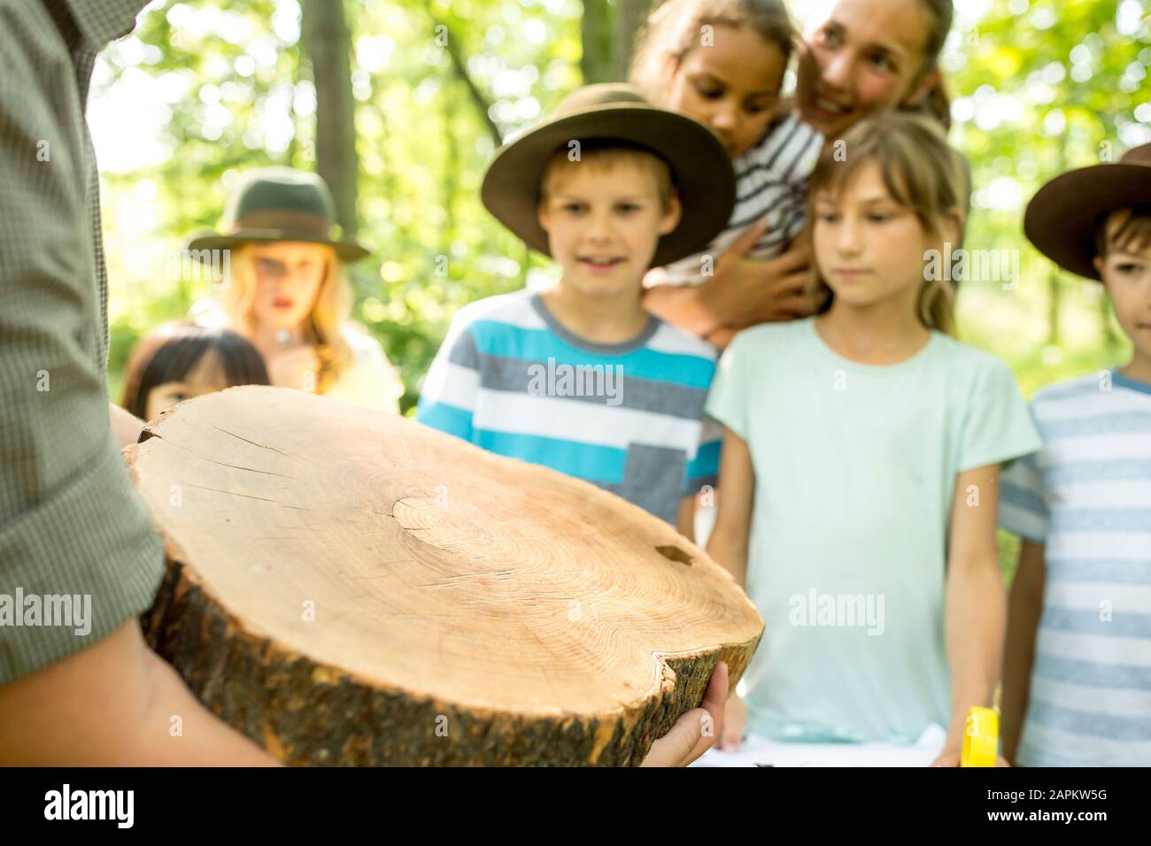 Tree Trunks Kids School children examining annual rings of a tree trunk Stock Photo - Alamy