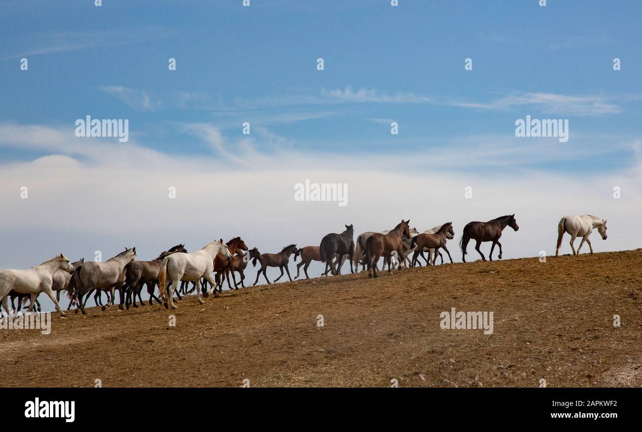 Spain, Jerez de la Frontera, Herd of Andalusian horses (Pura Raza Espanola) in field Stock Photo