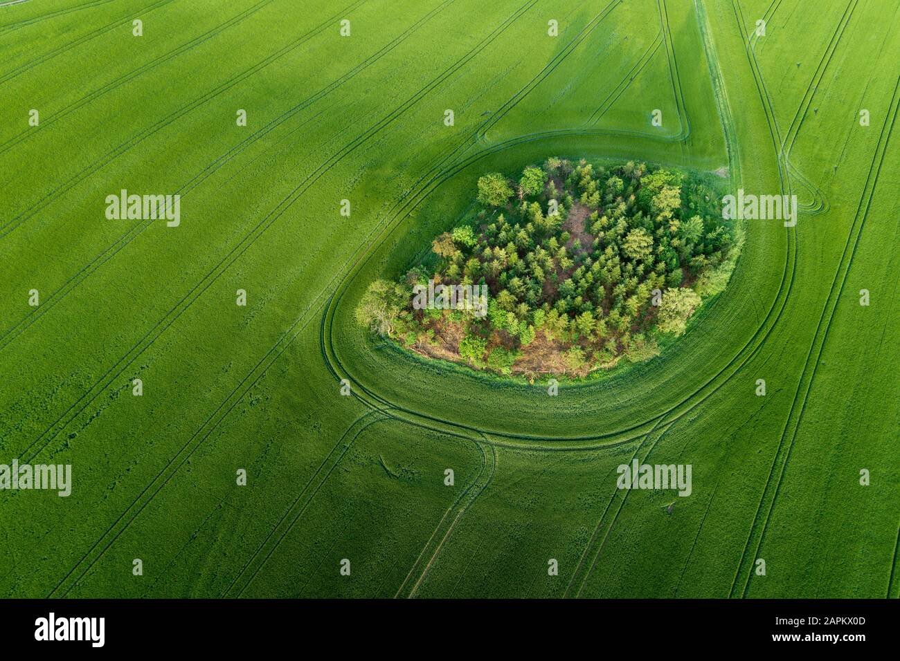 Aerial view of grove in green agricultural fields. Saale-Orla-Kreis, Thuringia, Germany. Stock Photo