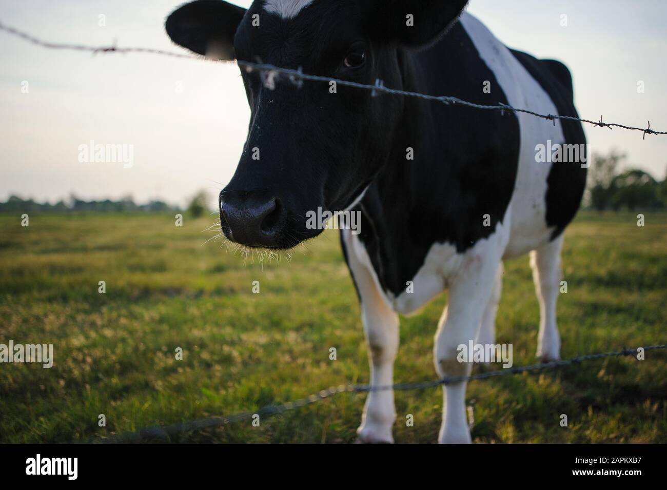 Spotted Black and White Holstein Cattle Grazing in a Green Field Stock ...