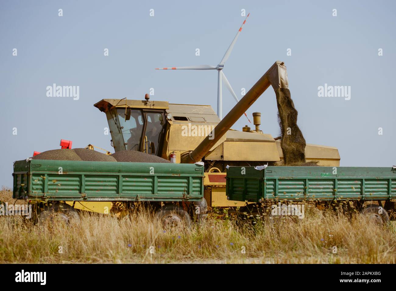 Combine harvesting the rape field at summer Stock Photo - Alamy