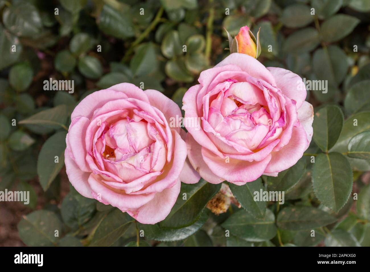 Beautiful view to pink roses in Bosques de Palermo Rosedal, Buenos Aires, Argentina Stock Photo