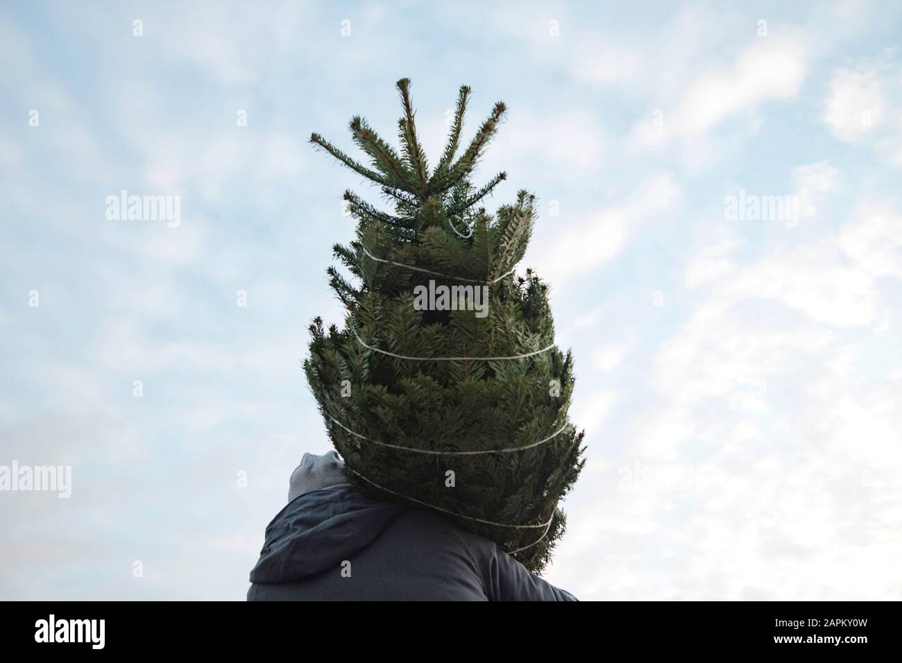 Young man with fir tree against sky Stock Photo