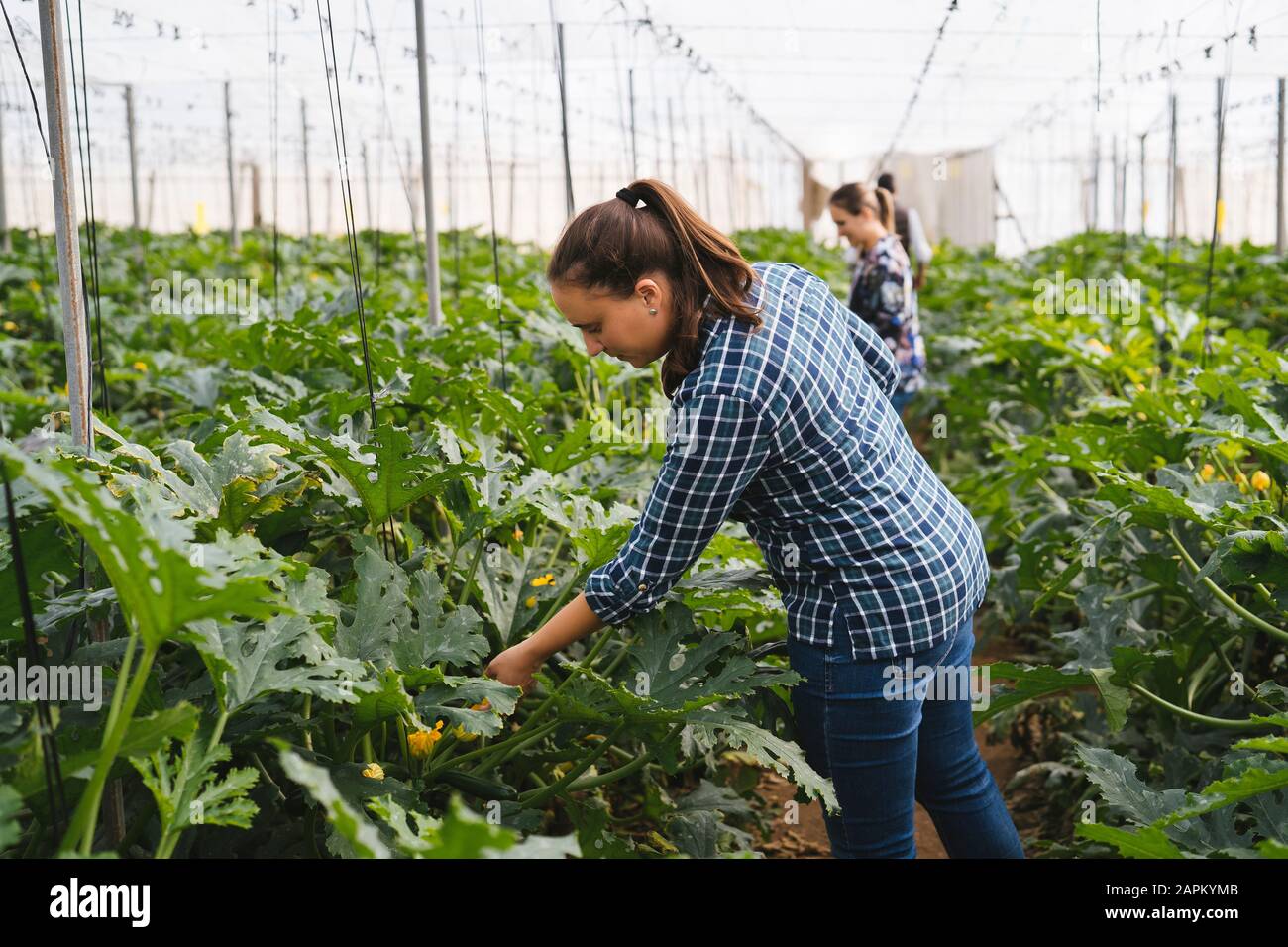 Checking zucchini plants in a greenhouse, Almeria, Spain Stock Photo