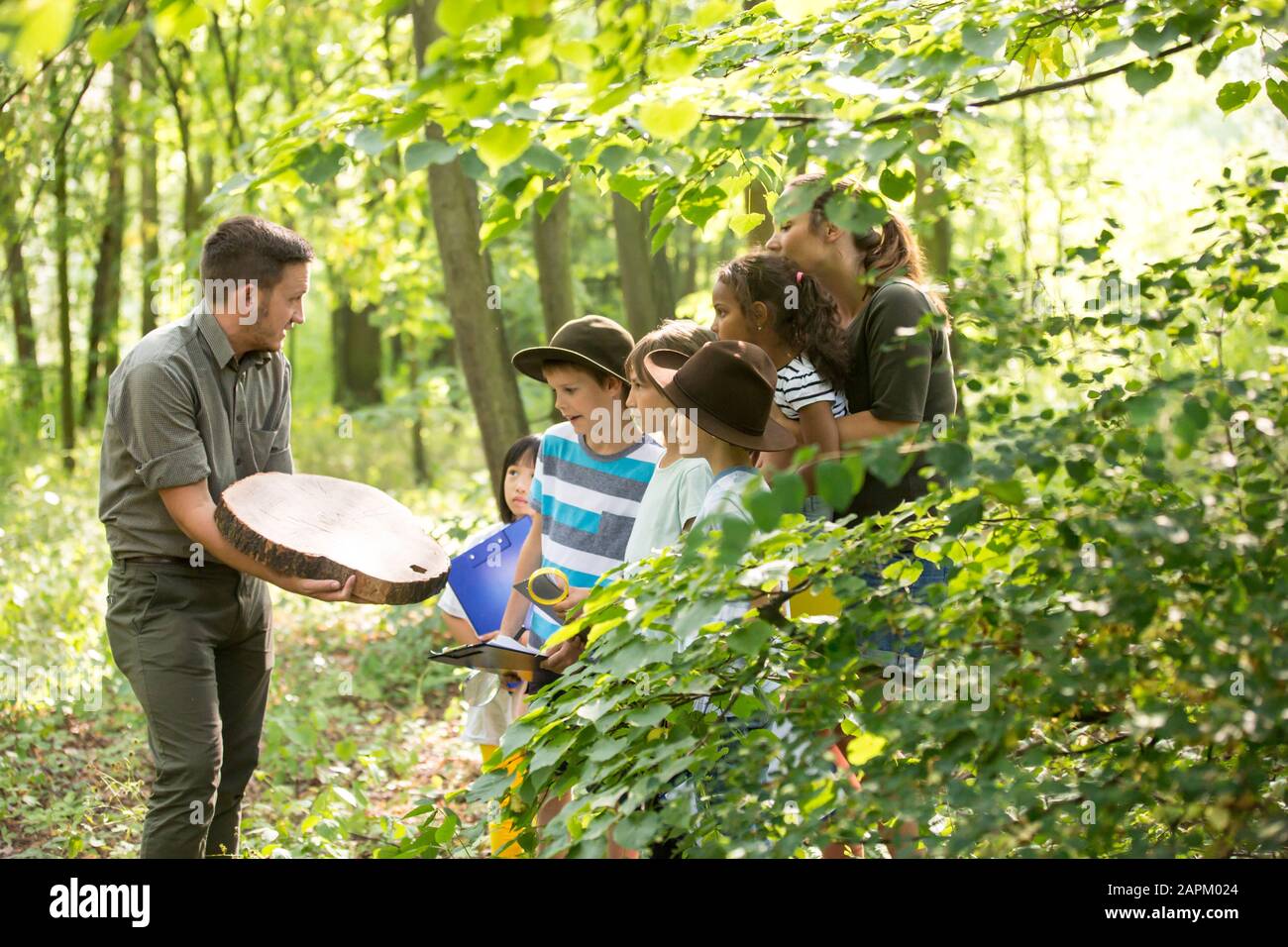 Tree Trunks Kids School children examining annual rings of a tree trunk Stock Photo - Alamy