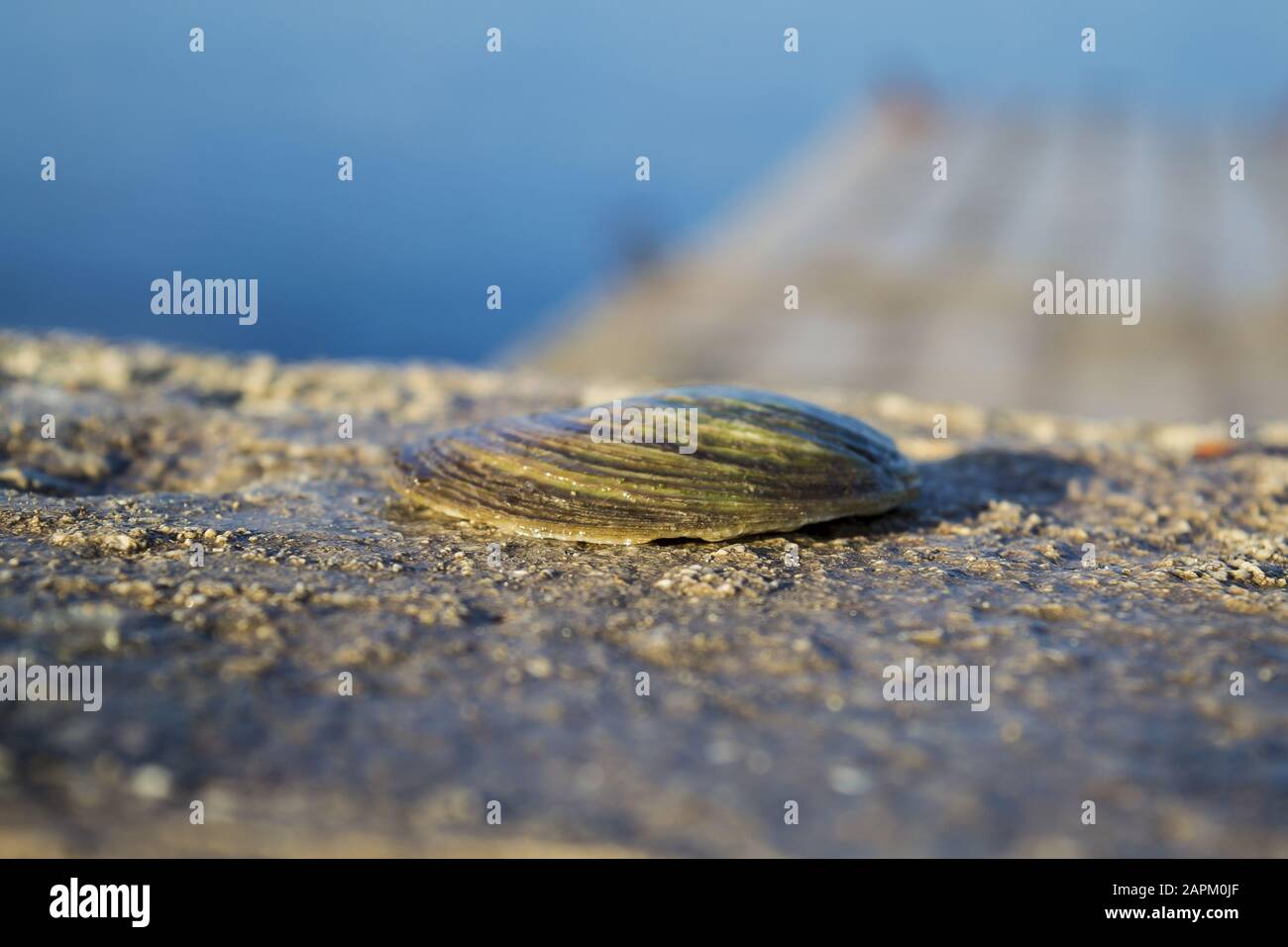 Shallow focus shot of a clam shell on a ledge Stock Photo