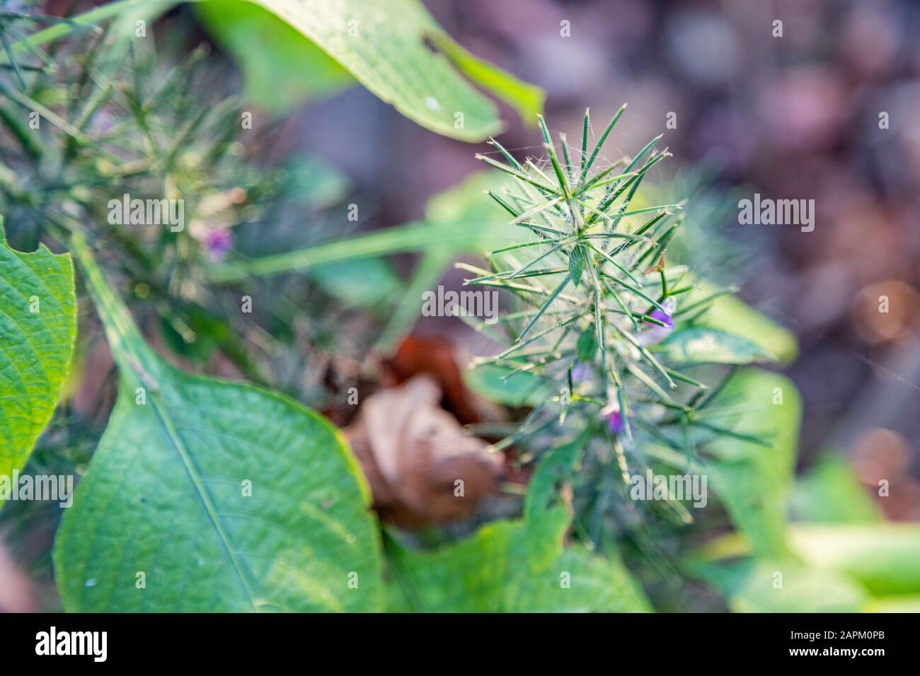 First spring flower violet blepharis plant blooming, forest of Maharashtra. Blossom of Young purple blepharis and leaves. Stock Photo