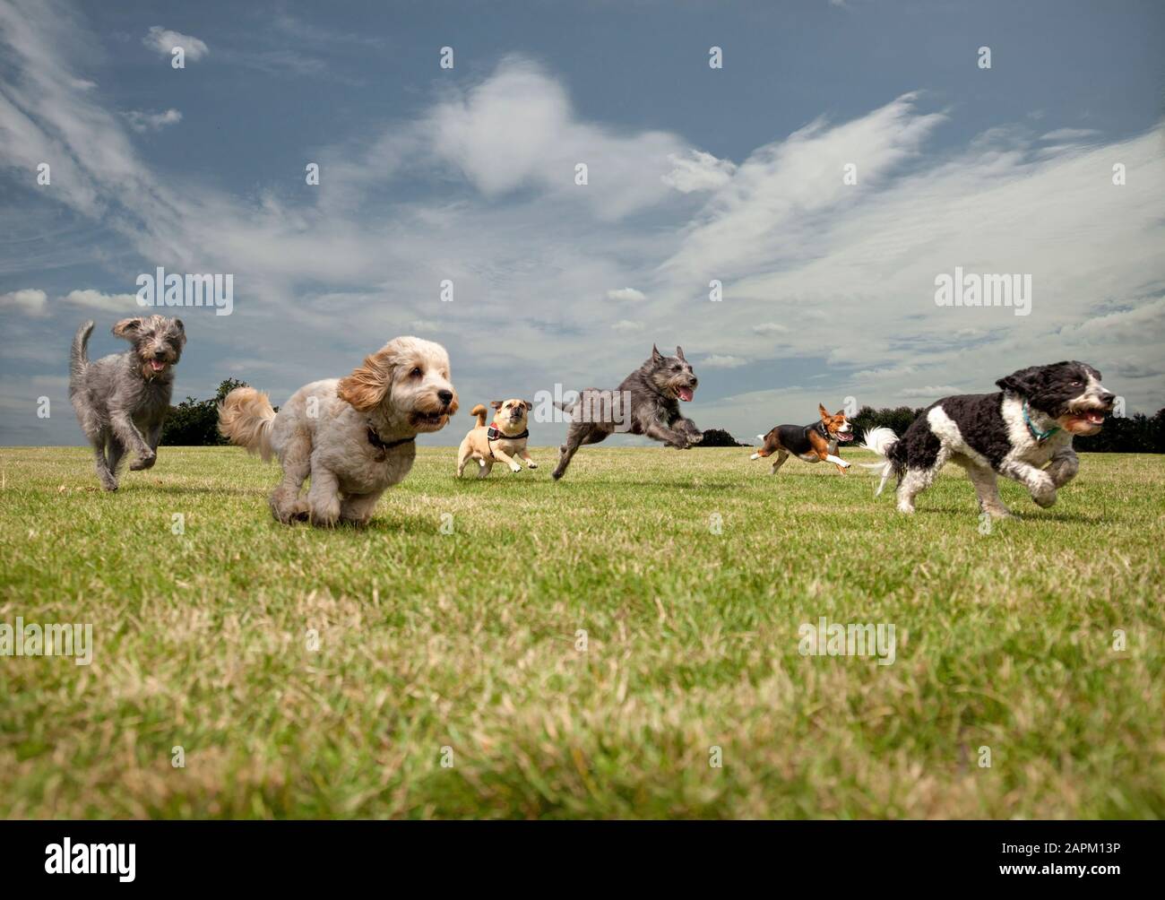 Dogs chasing each other in a park, left to right: Irish Wolfhound, Petit Basset Griffon Vendeen, Swedish Vallhund, Irish Wolfhound, Beagle, Spinone It Stock Photo