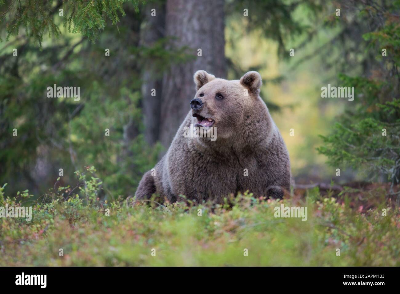 Brown bear in autumnal forest, Kuhmo, Finland Stock Photo