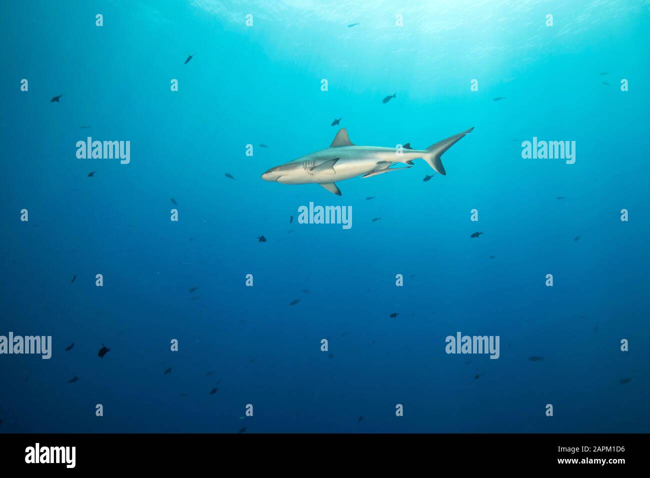 Gray reef shark at Blue Corner, Palau Stock Photo