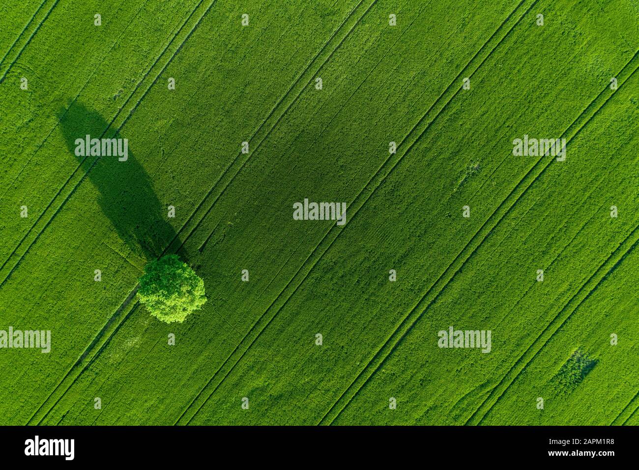 Aerial view of solitude tree in green agricultural field. Saale-Orla-Kreis, Thuringia, Germany. Stock Photo