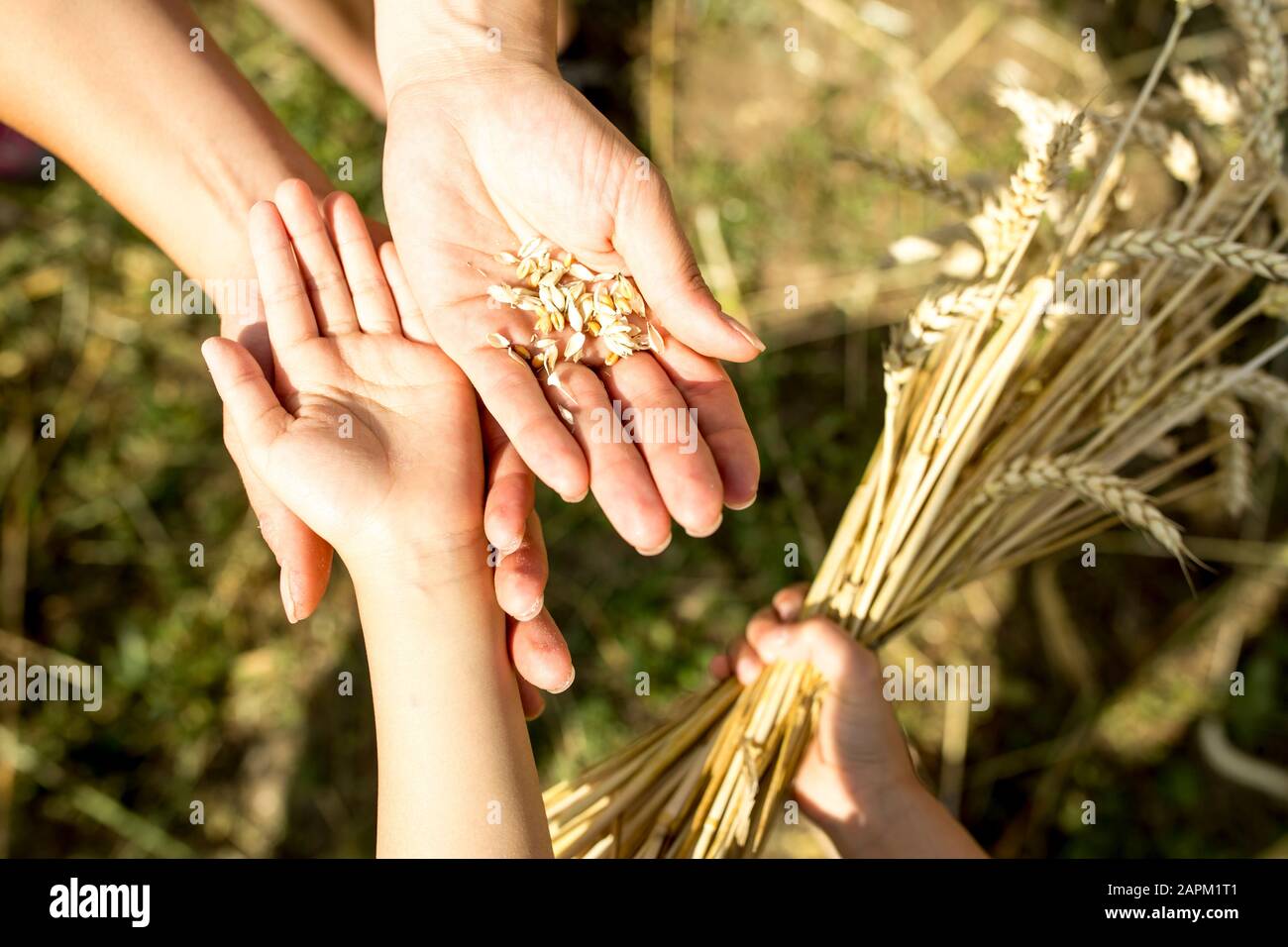 Children's hands holding wheat grains Stock Photo - Alamy