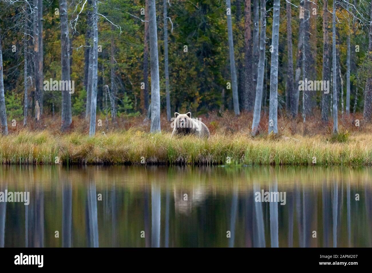 Finland, Kuhmo, Brown bear (Ursus arctos) standing on lakeshore in autumn taiga Stock Photo