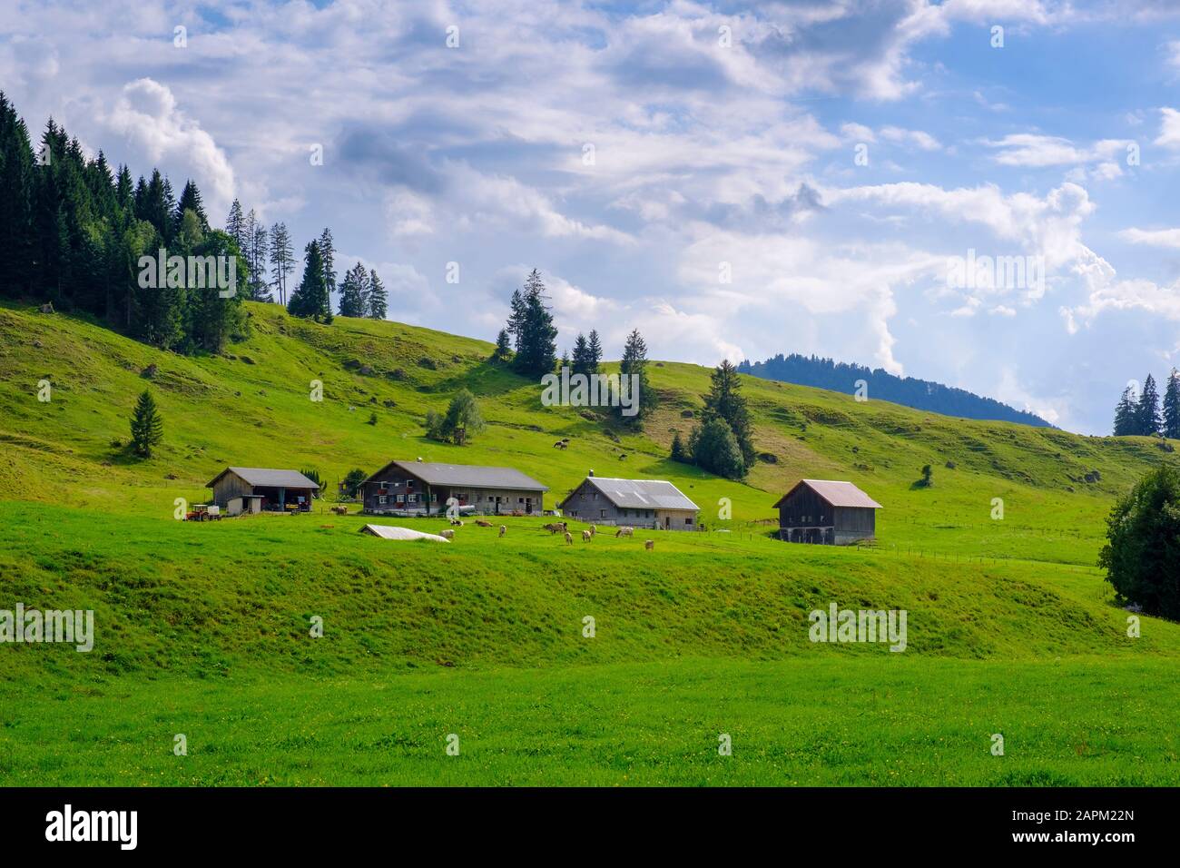 Almen, Alpen, Lecknertal, Oberallgäu, Allgäu, Bregenzer Wald, Vorarlberg, Schwaben, Deutschland Stock Photo